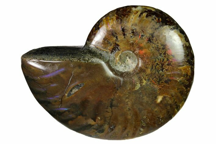 2.45" Red Flash Ammonite Fossil - Madagascar